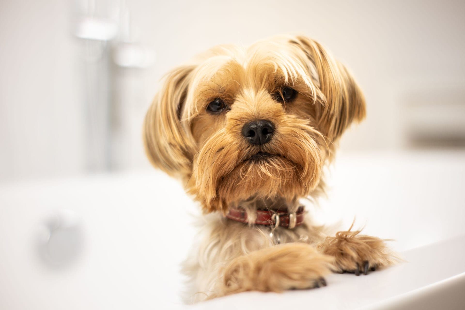 How to Make Dog Soap (Pet-Safe Cold Process Recipe)