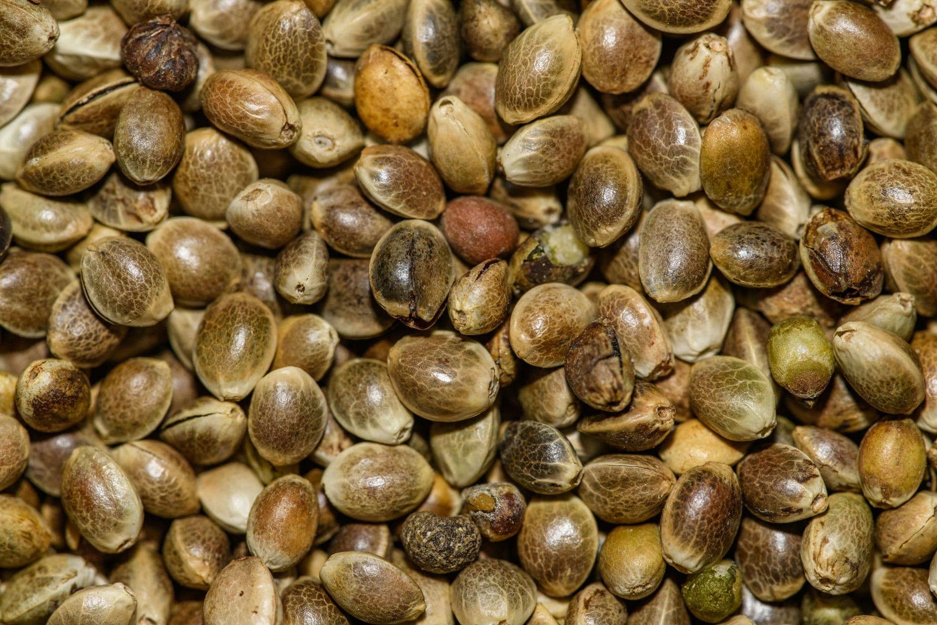 How to Make Hemp Seed Oil Soap: Recipe, Tips, and Benefits