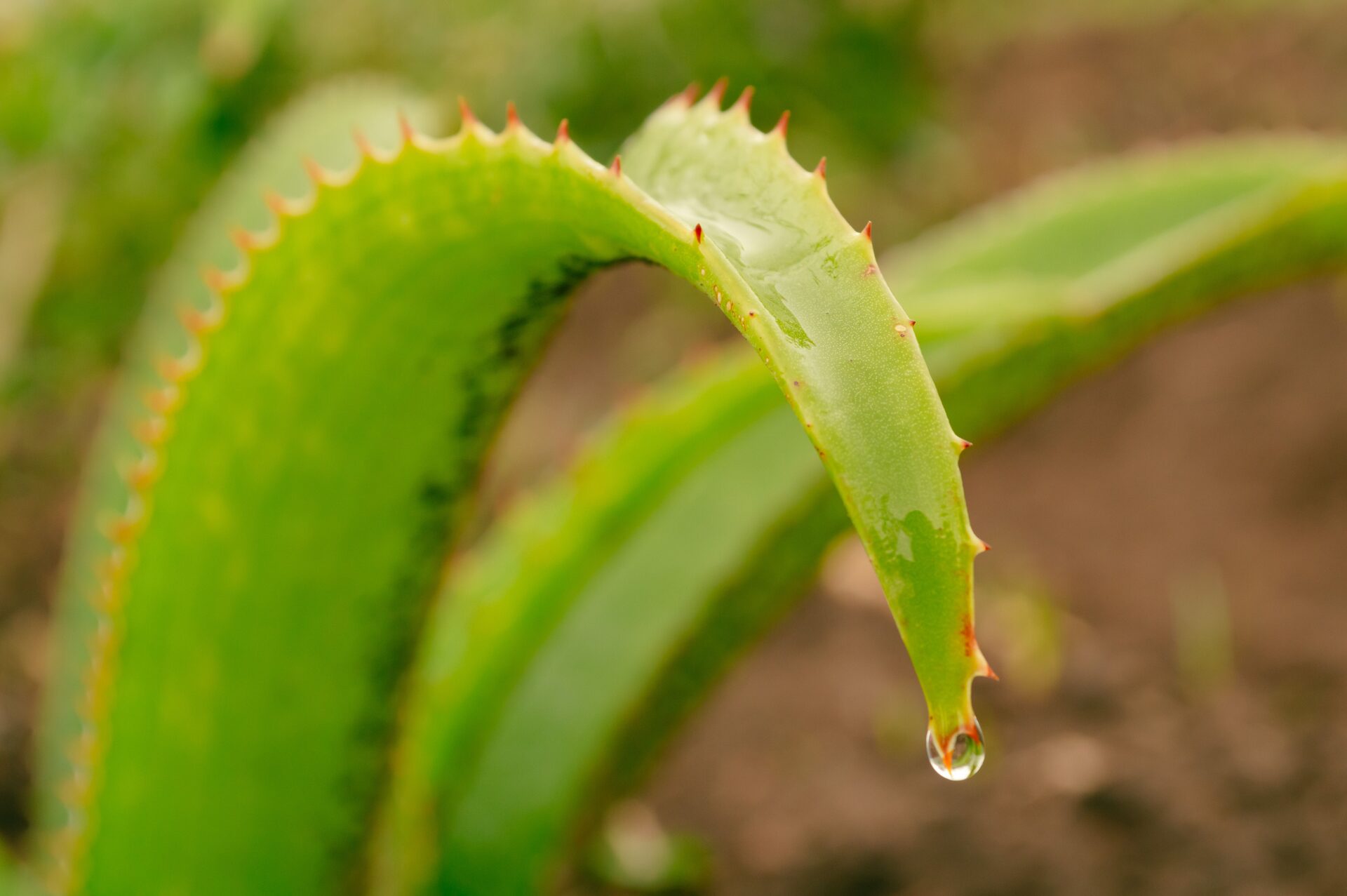 Fresh aloe vera gel scooped from a cut leaf