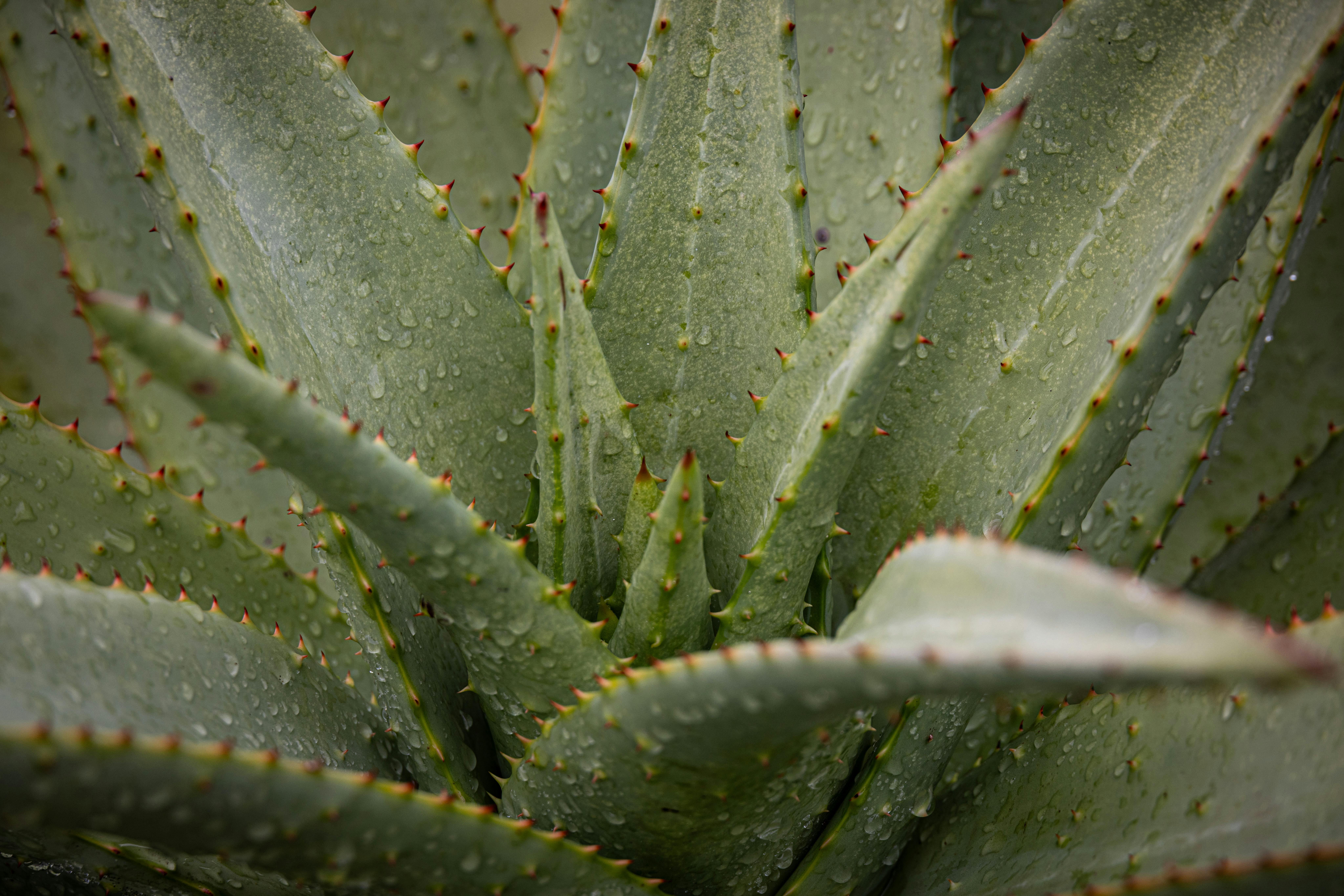 How to Make Aloe Vera Soap: 2 Soothing Cold Process Recipes