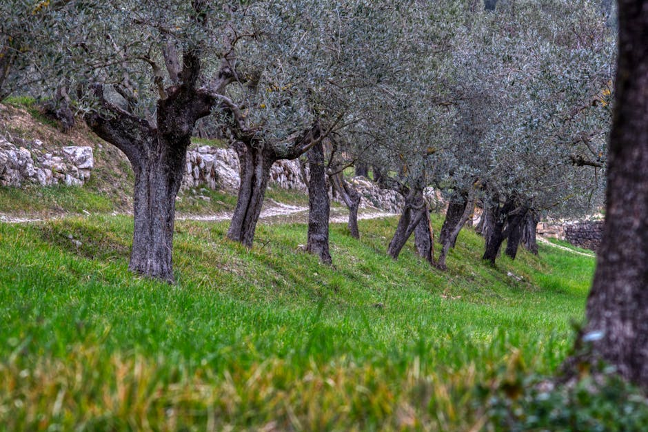 Mediterranean olive grove